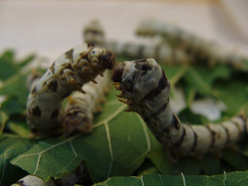 Mas Daudet. Museum und Park