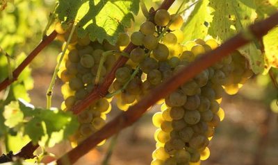 Cave Domaine Nicolas Croze