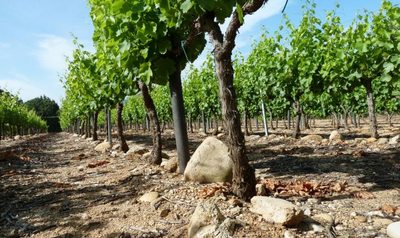 Domaine de la Croix Blanche