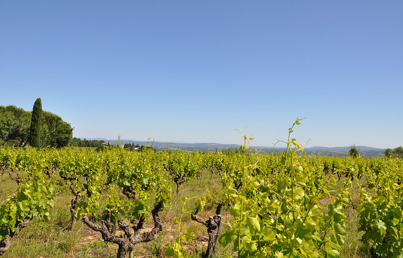 Scea Domaine du Chapitre