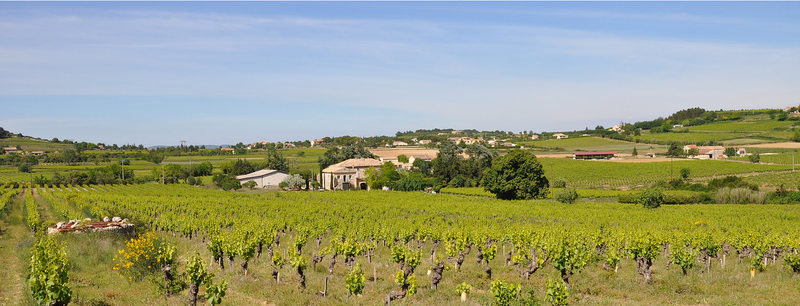 Scea Domaine du Chapitre