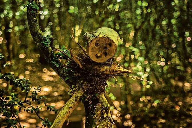 La Forêt dEmile Zarbre