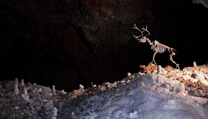 Aven Grotte Forestière. Visitez Autrement