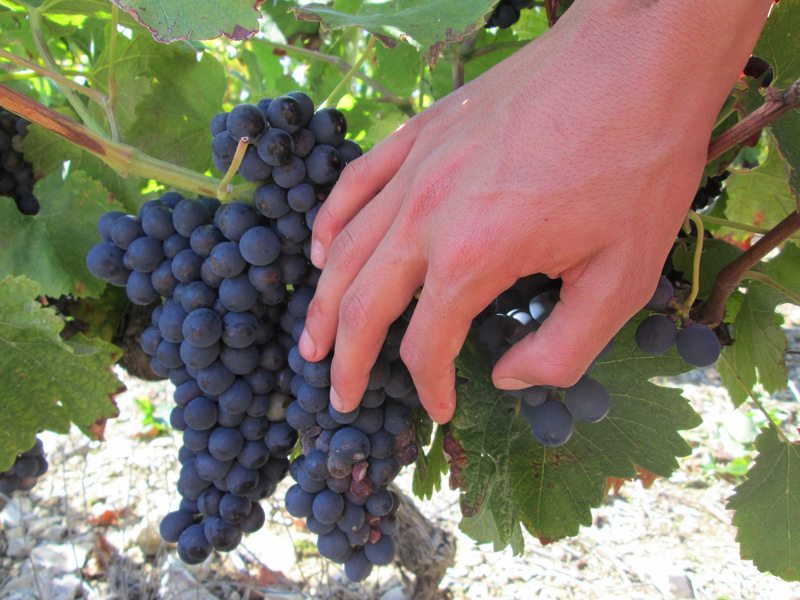 Domaine Alain Dumarcher