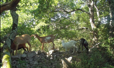 Fromagerie de la Plaine dAurèle