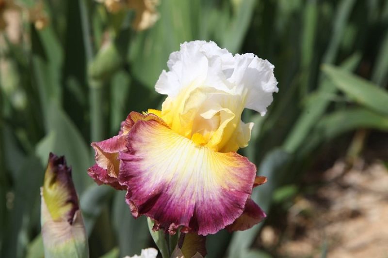 Iris en Vivarais