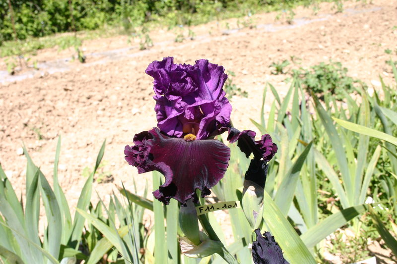 Iris en Vivarais