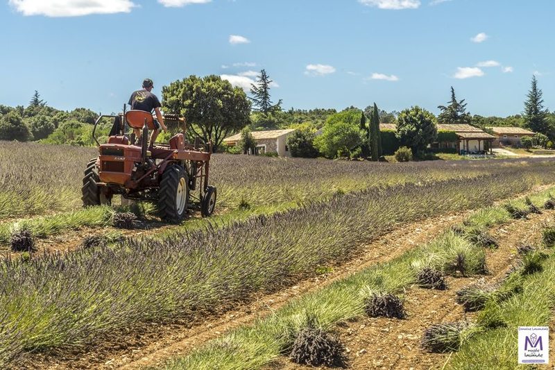 Maison de la Lavande Ardèche / Producteur-Distillateur & Musée