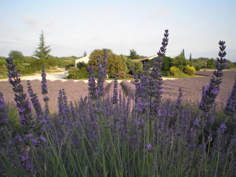 Journée lavande, du Palais au palais…