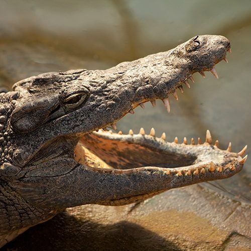 crocodile-du-nil-pierrelatte-drome-square