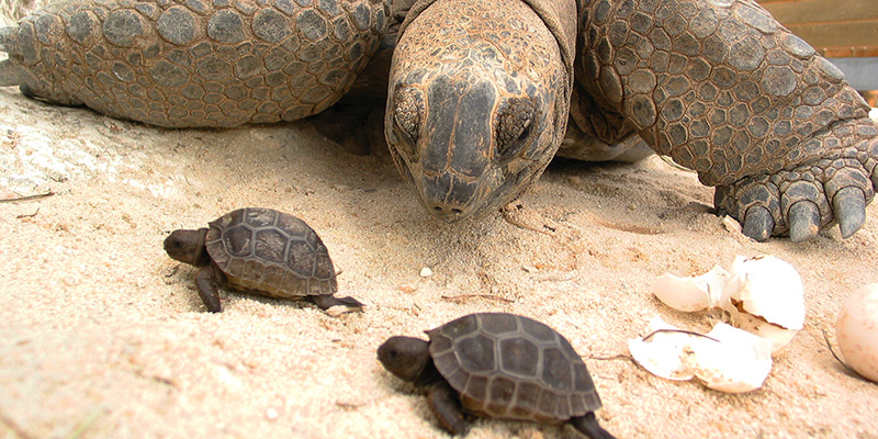 ferme-aux-crocodile-pierrelatte-tortues-famille-enfant