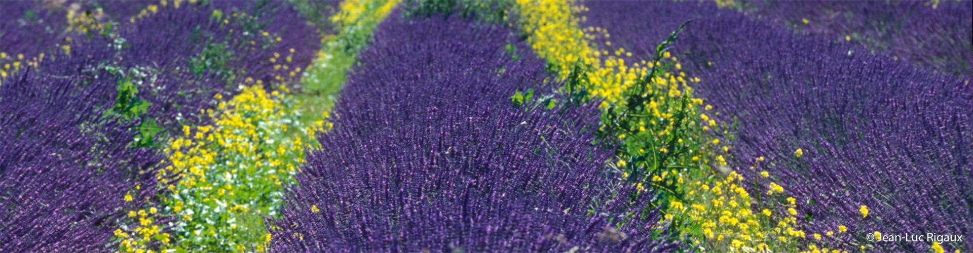 lavande-ardeche