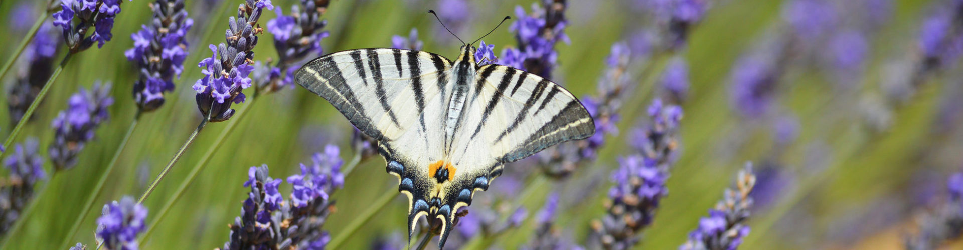lavande-dent-de-rez-ardeche-papillon