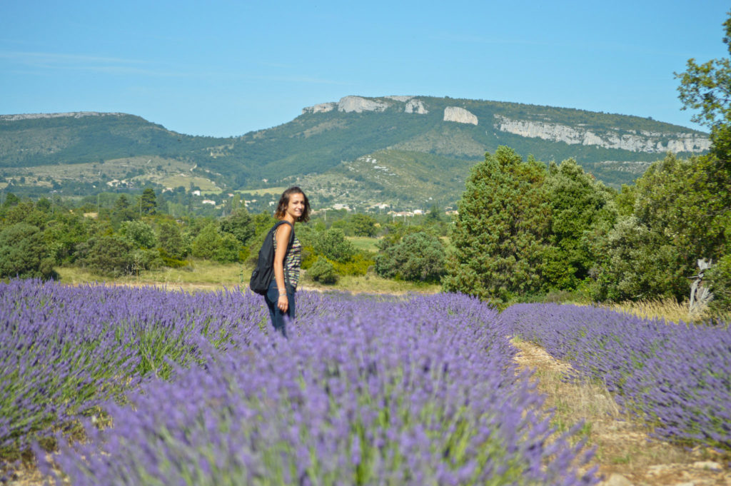 lavande plateau ardeche dent de rez