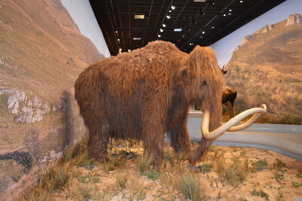 mamouth-grotte-chauvet-2