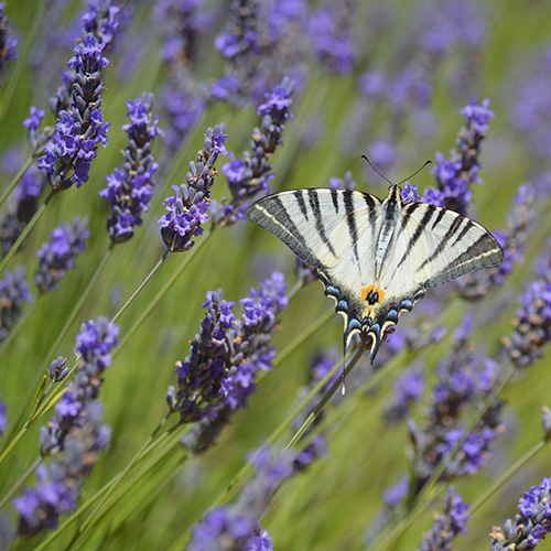 plateau-des-lavandes-ardeche