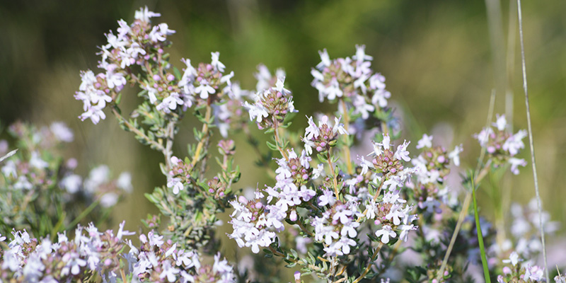 thym-bois-de-laoul-ardeche