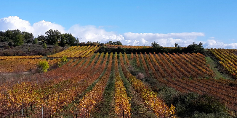 vigne-ardeche-en-automne