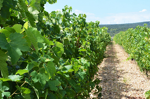 vigne-sud-ardeche-2