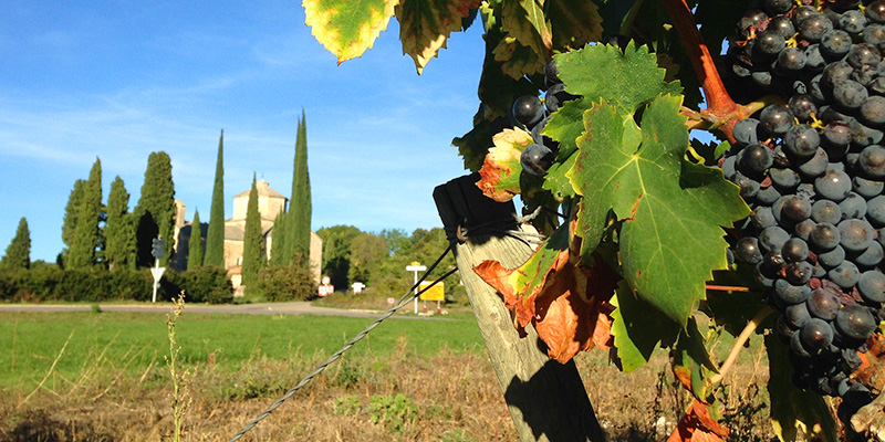 vignoble-ardeche-raisin
