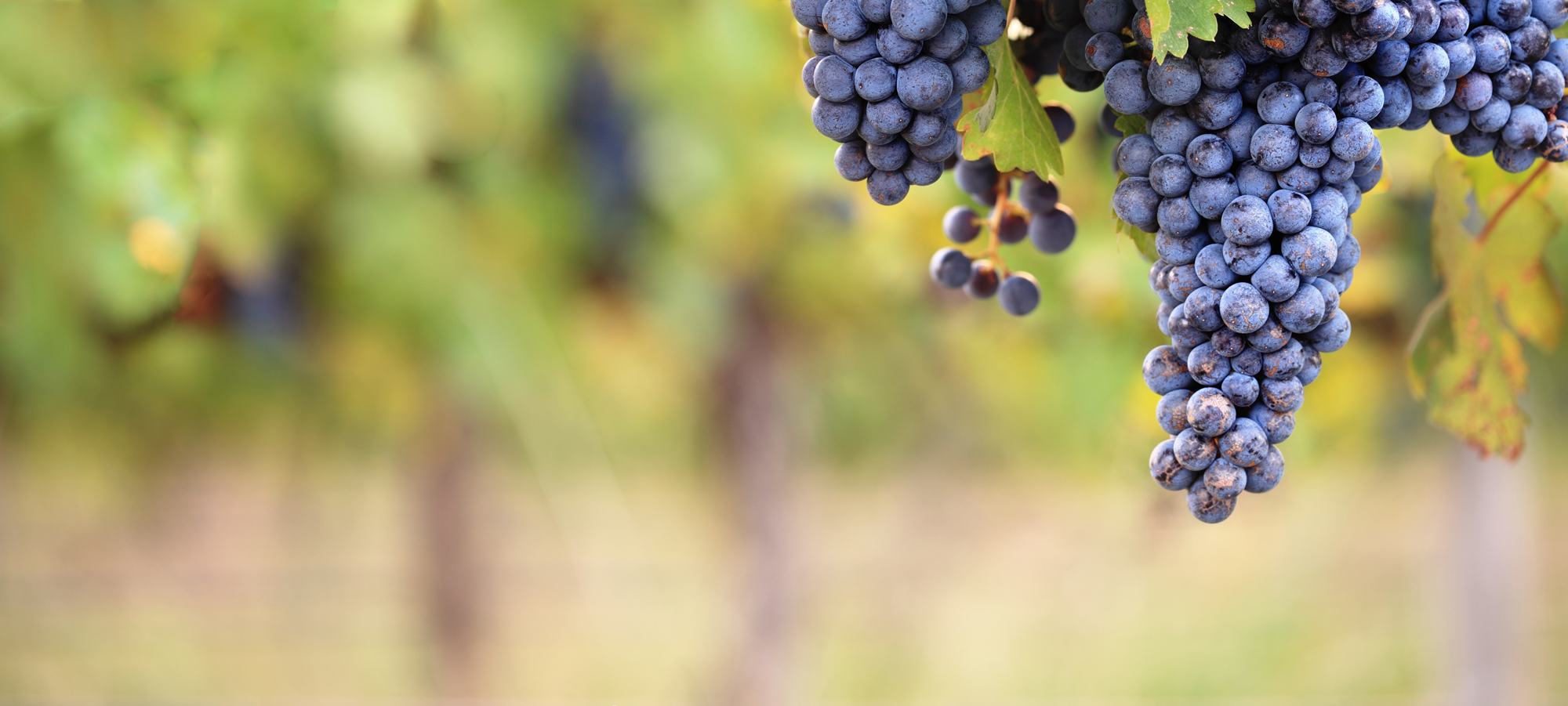 vin-terroit-gorges-ardeche-sud