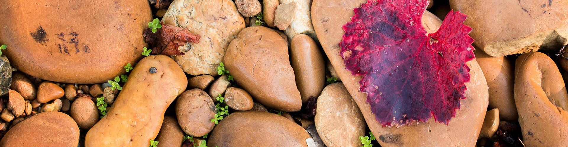 galets-roules-feuille-de-vigne-ardeche
