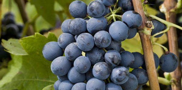 la-Syrah-@-InterRhone-ardeche-3