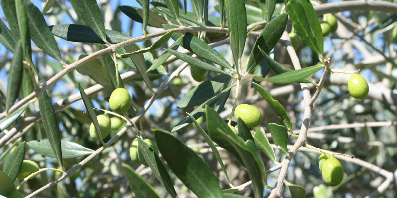 olive-terroir-ardechois