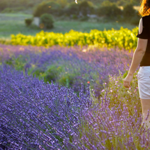 lavande-larnas_600x600_acf_cropped