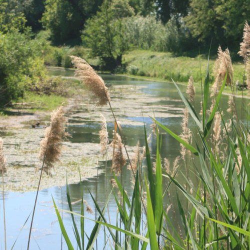 rhone-fleuve-nature_600x600_acf_cropped