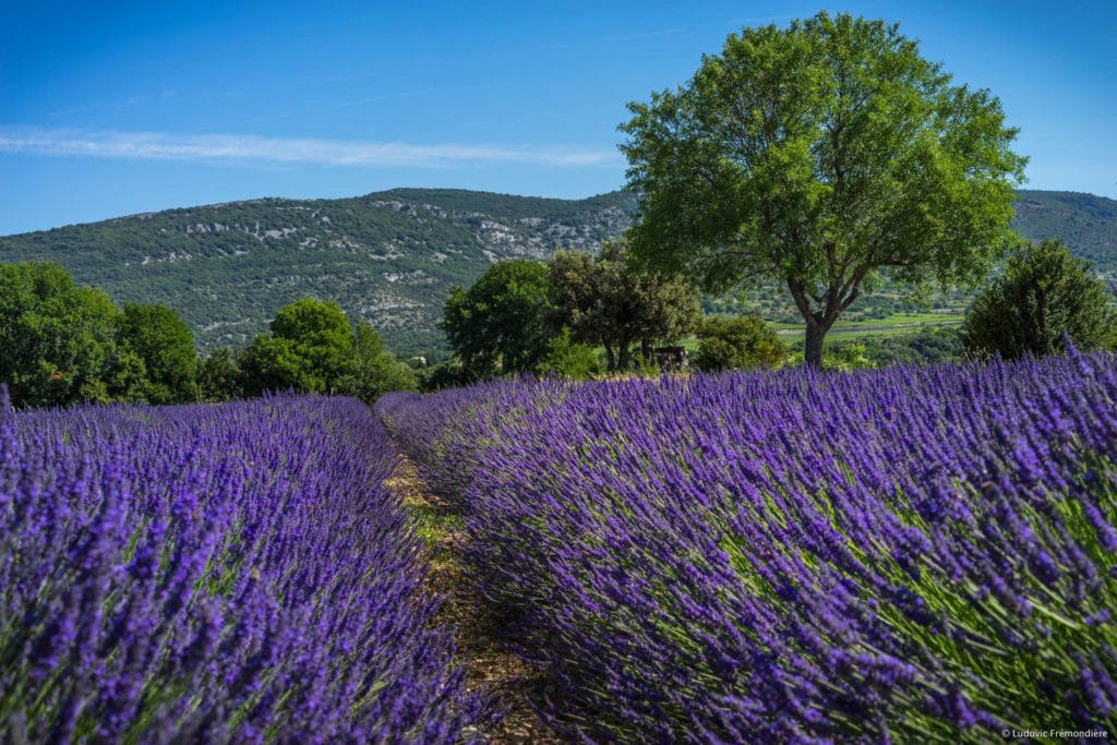 sejour-lavande-sud-ardeche