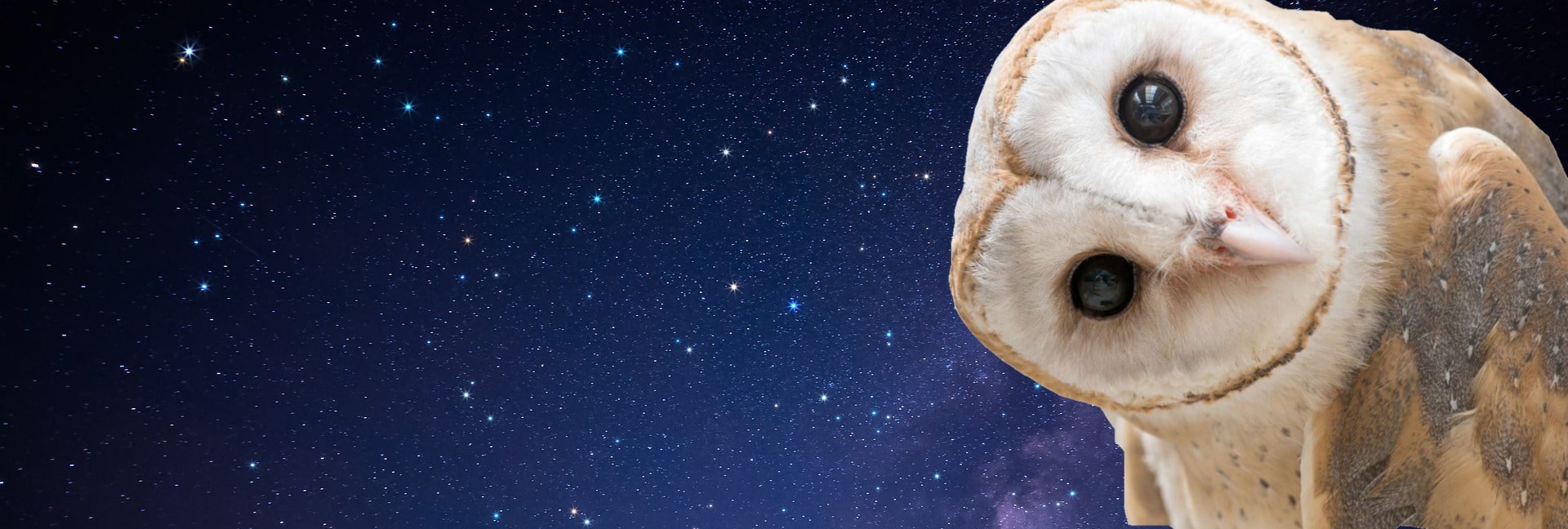 ciel avec chouette