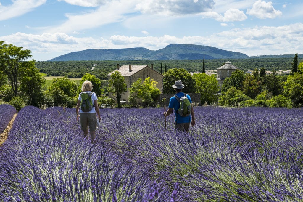 rando-lavandes-dent-de-rez-ardeche