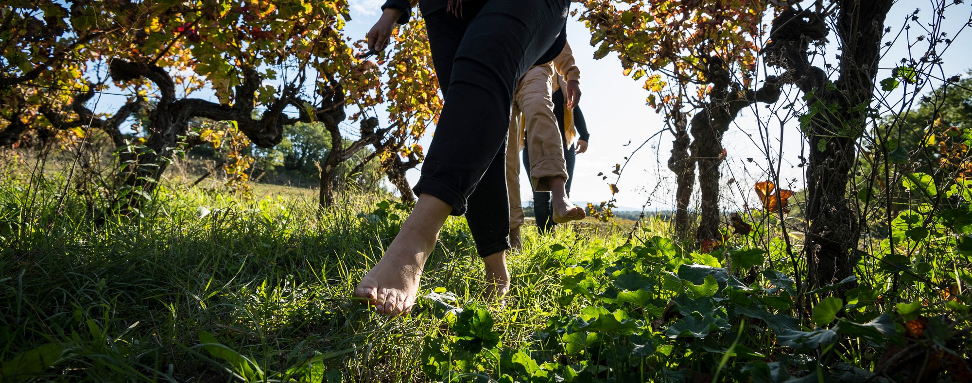 viti sophro pied nu vignes header©M. Dupont