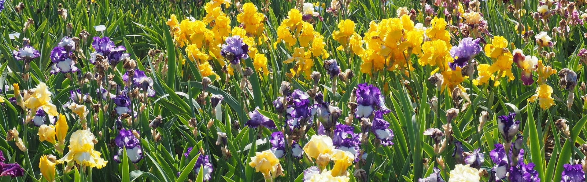 41535046534_df348299fe_k_1920x596_acf_cropped