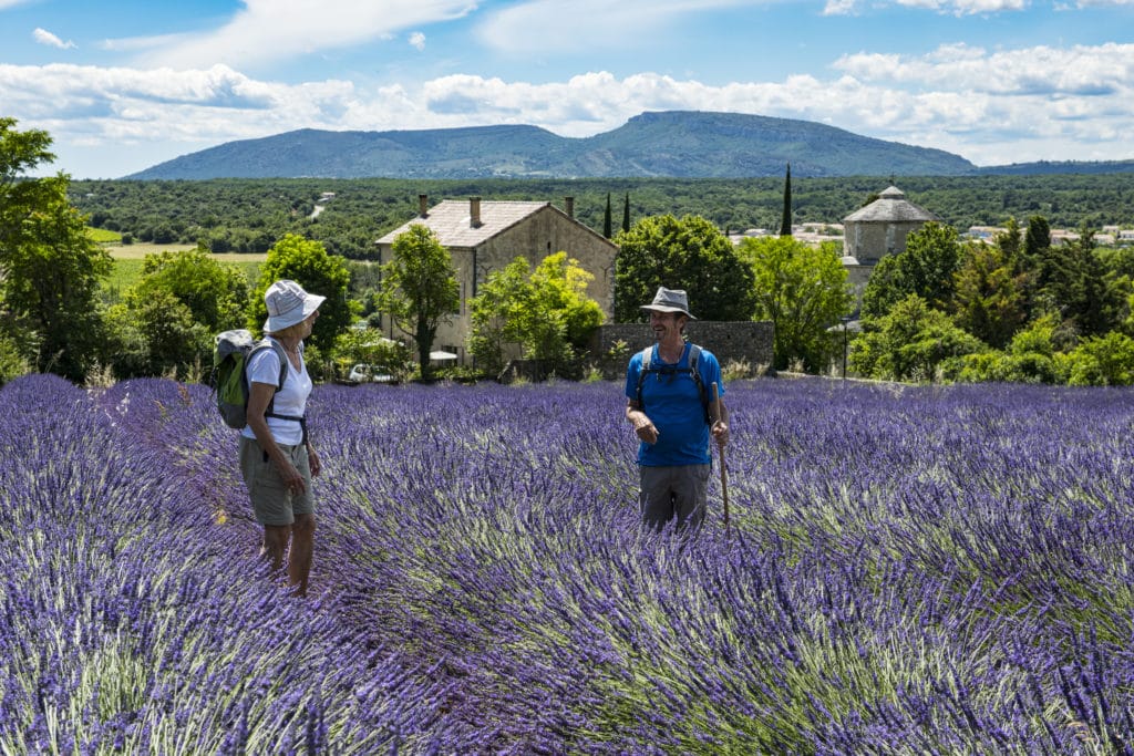 champ lavandes sud ardeche paysage dent de rez