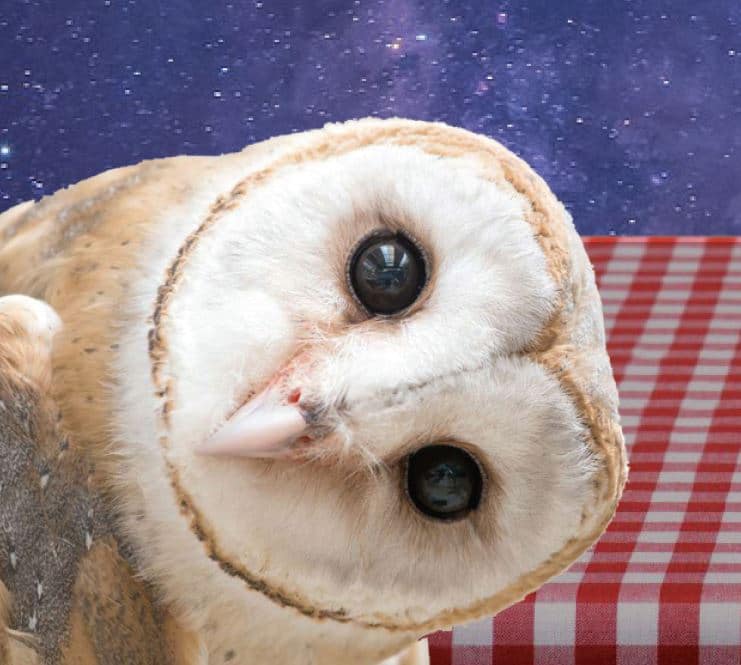 Chouette pique-nique