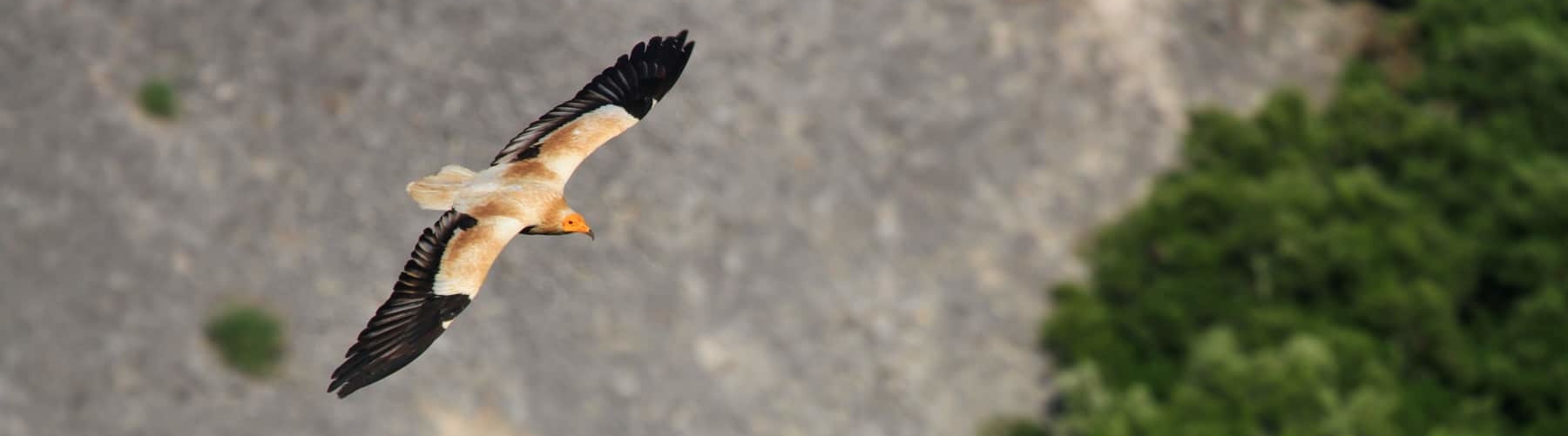 Vautour_percnoptere-22-juin-2021-010_1800x501_acf_cropped