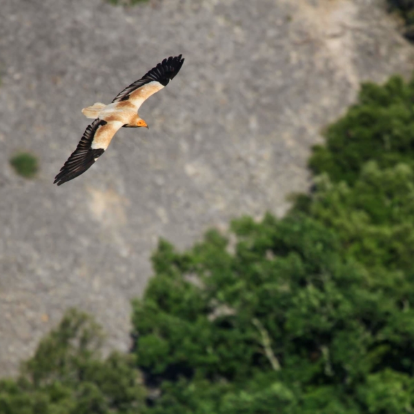 Vautour_percnoptere-22-juin-2021-010_600x600_acf_cropped