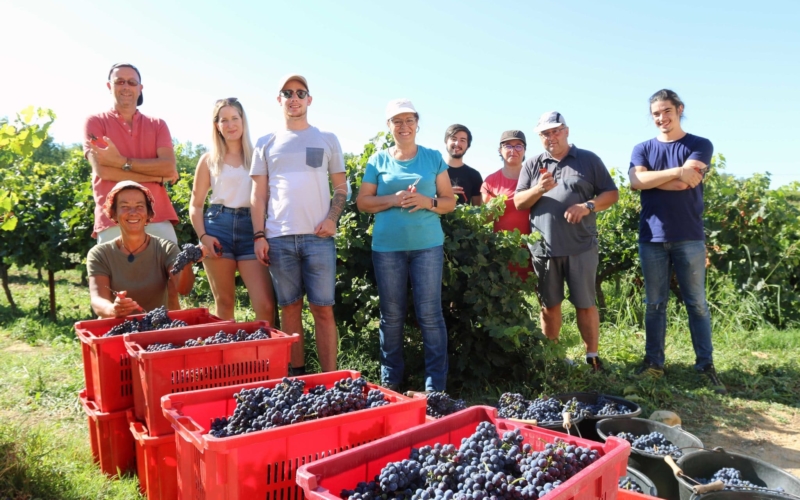 Opération-Vendangeur-dun-jour-2020-au-Château-de-la-Selve-©-Sébastien-Gayet-Pont-dArc-Ardèche-25-scaled_800x500_acf_cropped