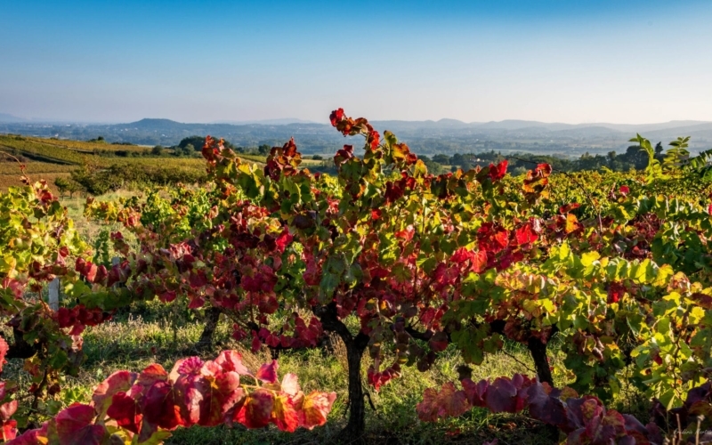 reportage-chapelles-et-vins-de-messe-©Frederic-Mortain-10-scaled_800x500_acf_cropped_800x500_acf_cropped